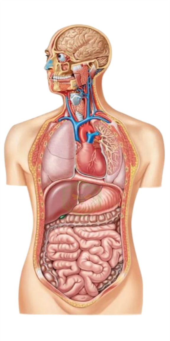 Біз барлық диагноздарға амал жасаймыз